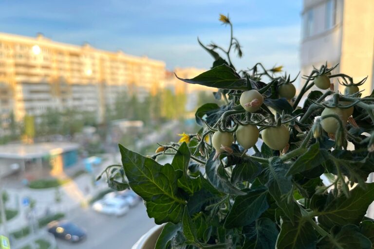 Mały ogród na balkonie